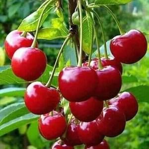 Meet your Posher, Darline